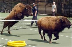 buffalo.184.2.650.jpg